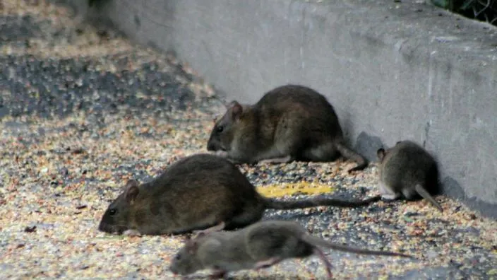 Des rats dans une gaine technique d'un logement HLM, les prestataires des bailleurs sociaux à la ramasse ?, Saint-Raphaël, LG DÉSINSECTISATION & NUISIBLES